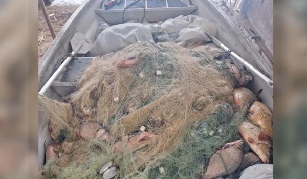 Aproape 800 de kilograme de peşte, scoase din plasele braconierilor de pe râul Olt. A fost deschis dosar penal