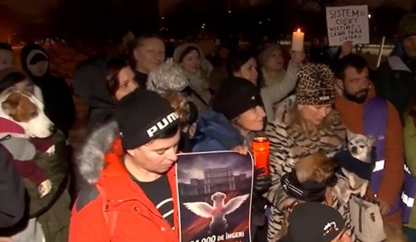 Protest în Bucureşti, după dezvăluirea ororilor de la adăpostul din Suraia: "Vrem sterilizare, nu exterminare"