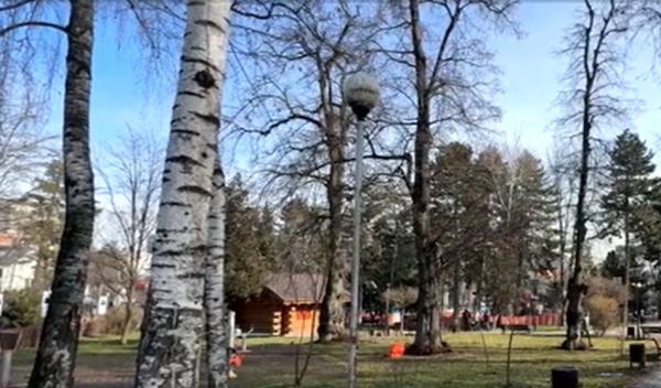 Sănătatea arborilor, verificată cu tomograful în Suceava. Care prezintă cel mai mare risc