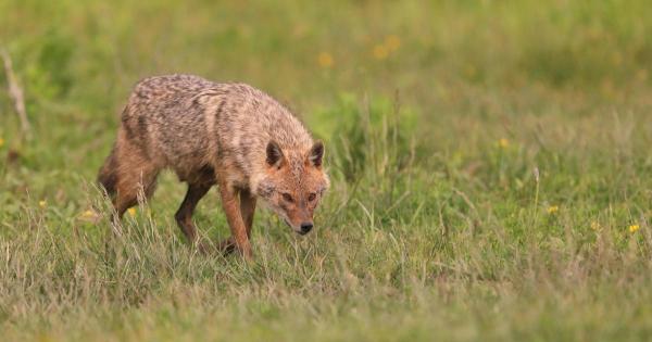 Delta Dunării, invadată de şacali: "Sapă şi pe sub garduri, trec şi de gardurile electrice, s-au adaptat mult"