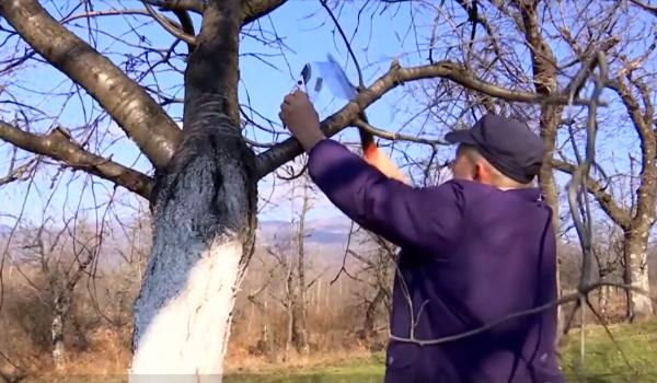 Primăvara aduce forfotă în livezi. Martie, luna ideală pentru toaletarea și plantarea pomilor