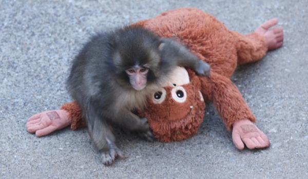 Drama lui Punch, macacul respins de mamă care trebuie să renunţe la prietenul de pluş