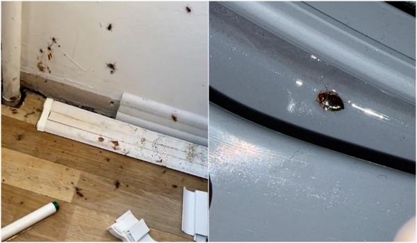 Invazie de ploşniţe şi gândaci în mai multe şcoli din Capitală. Elevii sunt nevoiţi să facă cursuri online