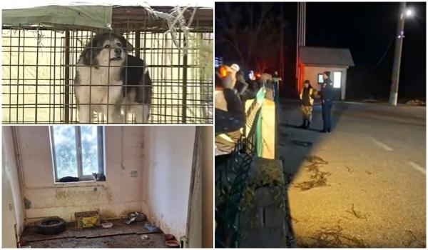 Peste 200 de câini din adăpostul Uzunu îşi aşteaptă salvarea. Autorităţile spun că nu au bani