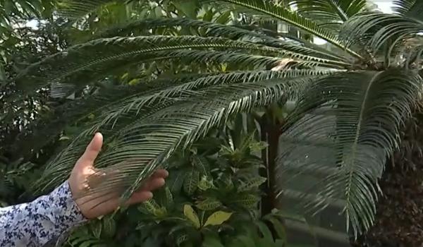 Plantă exotică din vremea dinozaurilor, vedetă la Grădina Botanică din Iași