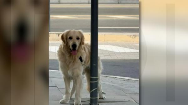 Victimele nevăzute ale războiului: sute de animale au fost abandonate în Dubai şi Qatar