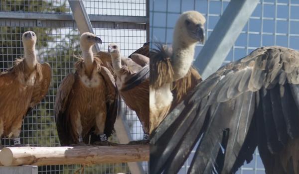 Vulturul sur revine în România după mai bine de 70 de ani. 25 de exemplare, aduse din Spania