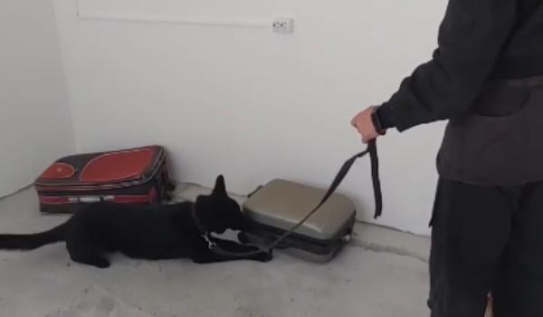 El este Hao, câinele polițist de doi ani care a descoperit droguri ascunse într-un aspirator