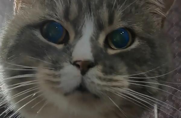 Mai multe pisici maidaneze din Constanţa, eroine după ce au împiedicat un jaf