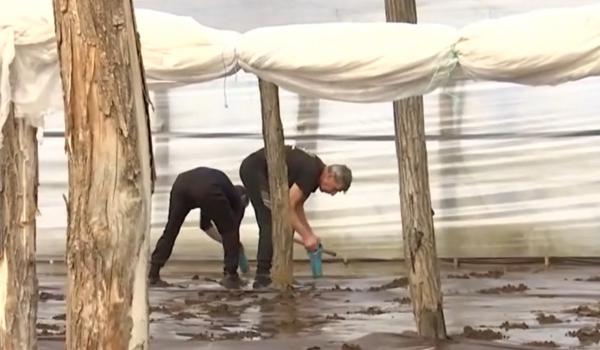 Când ajung în piaţă primele legume româneşti. În solariile din ţară se lucrează la foc continuu