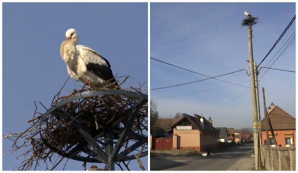 Cum a ajuns Gobi barza favorită a localnicilor dintr-o comună din Covasna, după ce a refuzat să migreze