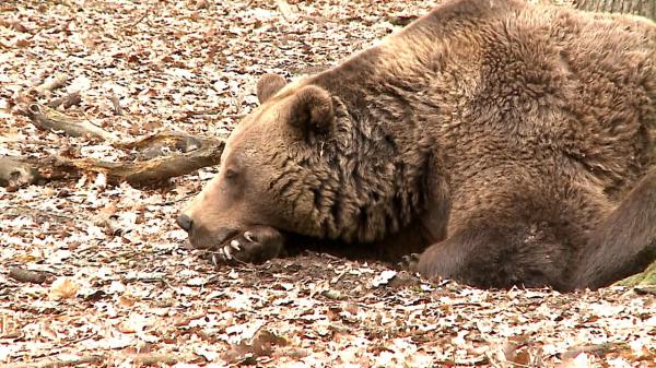 859 de urşi vor fi împuşcaţi în 2026. Cota s-a dublat faţă de anul trecut