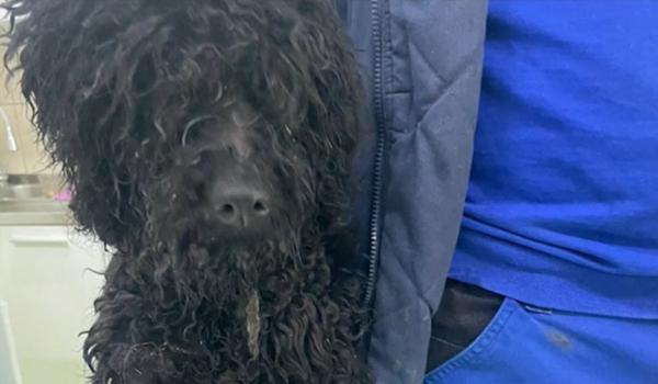 O femeie din Dej a plecat la muncă în Spania şi şi-a abandonat căţeluşa în casă, fără mâncare sau apă