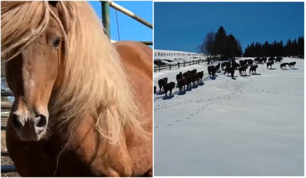 Caii, tot mai rari în satele României. Cel mai frumos exemplar din Europa, crescut la herghelia din Rădăuți