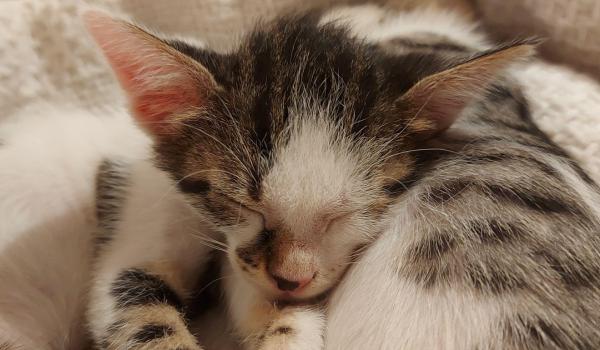 Felinele, jurizate la Sala Palatului în acest weekend. Criteriile după care se aleg cele mai frumoase pisici