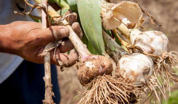 Românii trebuie să se pregătească pentru scumpiri la legume și fructe. Fermierii nu mai fac față cheltuielilor