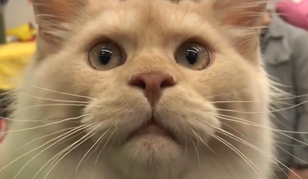 "Oscarul" pisicilor, la București. Care au fost vedetele competiției internaţionale