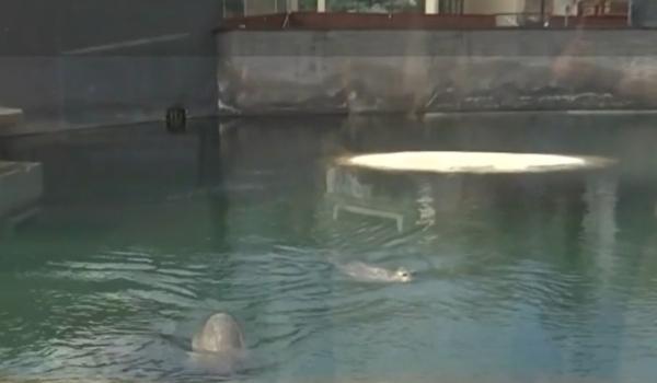 Ziua Focilor la Brașov: Elmo și Soa, răsfățate cu un meniu special. Cum au fost sărbătorite