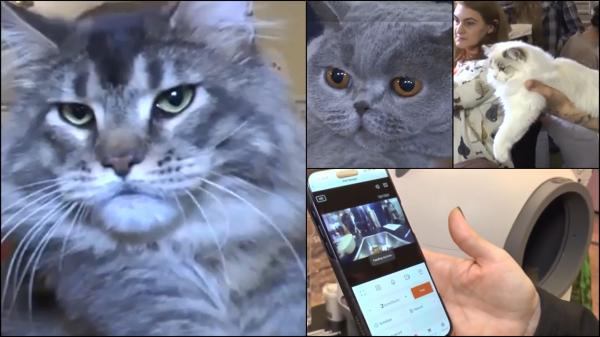 "Oscarul" pisicilor, la București. 200 de feline spectaculoase, în competiție pentru titluri internaționale