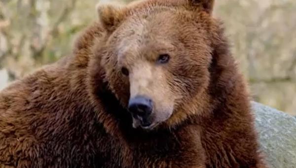 S-a dus să facă fotografii, dar a fost atacat de urs. Un turist, la un pas de moarte în Mureş