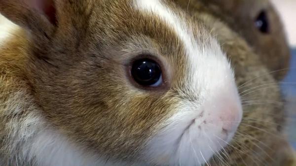 Animale oferite cadou, apoi abandonate. Iepurașii de Paște, victimele unui trend periculos