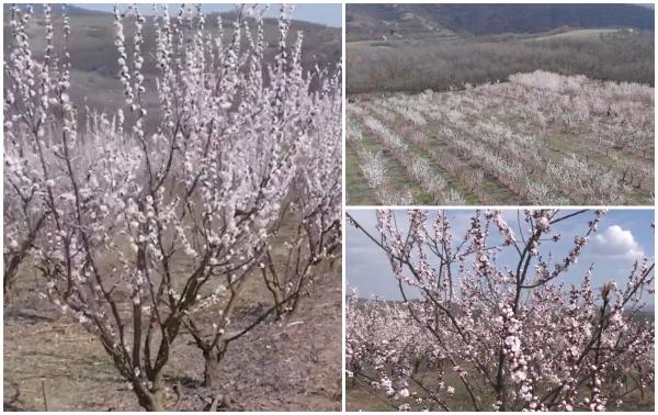 Spectacol de culoare în livezile din Alba. Pomicultorii se tem însă de un scenariu devastator pentru caişi