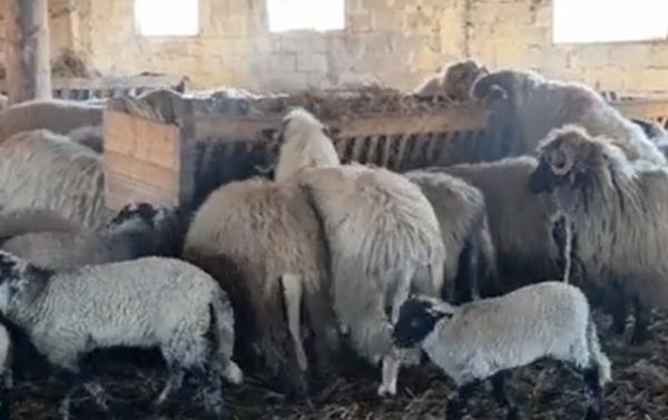 Cât costă mielul de Paşte. Preţurile menţinute la nivelul celor de anul trecut