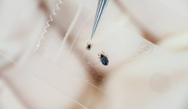 Căpușele, pericolul invizibil al primăverii: "Muşcătura nu doare, dar consecinţele apar după câteva zile"