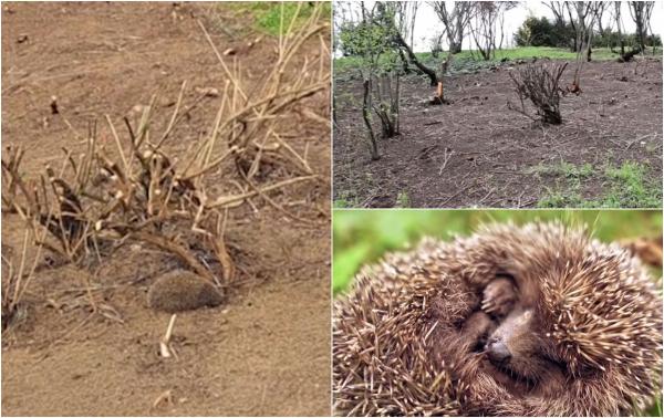 Revoltă după ce aricii din Parcul Tineretului au fost lăsaţi fără adăpost. "Cum să mai trăiasca în nelinişte?"