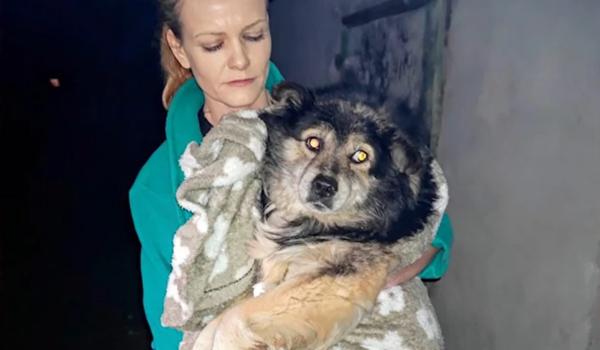 Câine bătut de un adolescent cu lopata, în timp ce alţi tineri filmau şi glumeau pe seama violenţelor