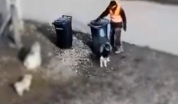 Angajat la salubritate, reţinut de poliţişti după ce a lovit cu pietre un câine