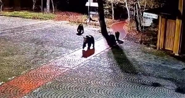 Sanctuarul pentru urși din Brașov, blocat. Investiție de 10 milioane de euro, încă nefinalizată