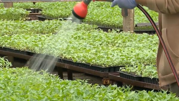 Răsadurile de Buzău, tot mai căutate în 2026: "Am venit special, sunt foarte bune"