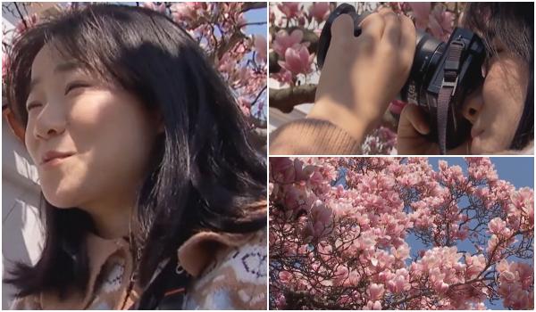Reacția unei tinere din China, impresionată de magnoliile din Capitală: "Superbe, am văzut asta pe Instagram"