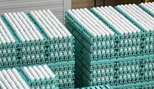 Alertă sanitară: 1,5 milioane de ouă contaminate cu Salmonella, depistate de inspectorii ANSVSA