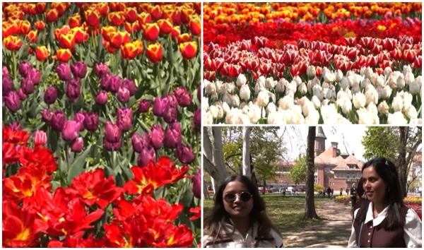 Spectacol de culori la Timișoara: 120.000 de lalele încântă turiștii. Unii au venit şi de la 50 de kilometri