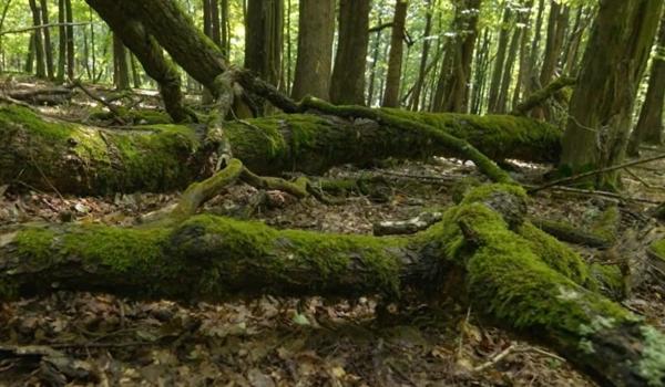 Românul care a lucrat la producții ca Dune: Part II are un proiect inedit în Parcul Național Vânători-Neamț