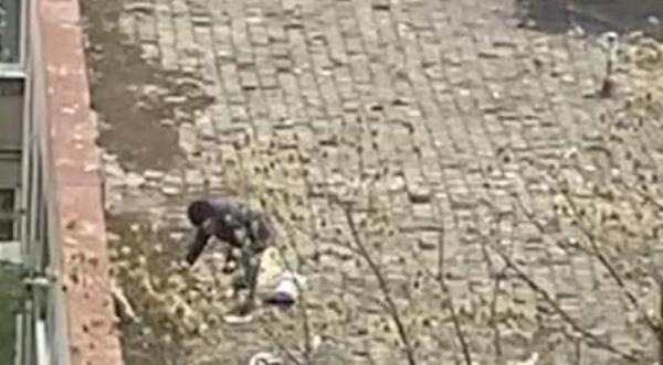 O femeie riscă închisoarea şi o amendă de 60.000 de lei, după ce a distrus cuiburi de pescăruşi, în Capitală