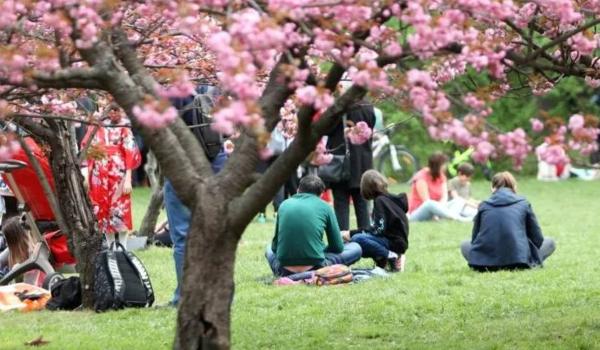 Tradiţia veche de secole din Japonia, adusă şi în România