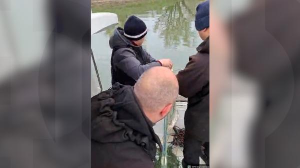 "Mafia caviarului" prosperă, în timp ce sturionii dispar din apele României. Icre negre la 10.000 de lei/kg