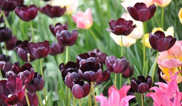 Satul din România unde câmpurile înfloresc spectaculos. O lalea aproape neagră a devenit magnet pentru turişti