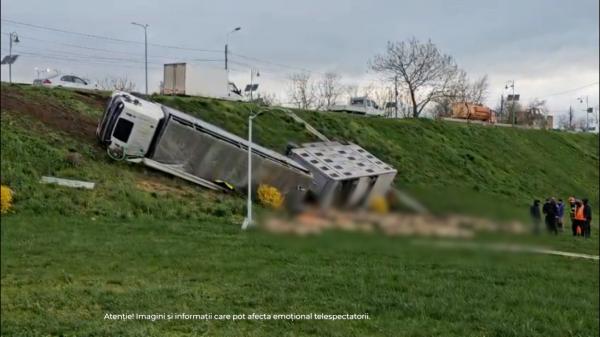 Un TIR încărcat cu oi s-a răsturnat în Năvodari. Peste 160 de animale au murit