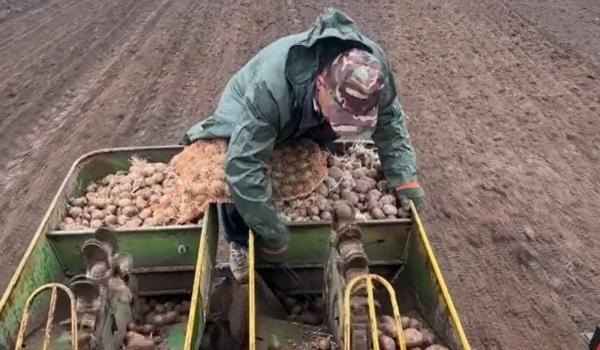 Singura comună din țară care-și cultivă cartofii pentru prânzul elevilor. Costurile se ridică la 5.000 €
