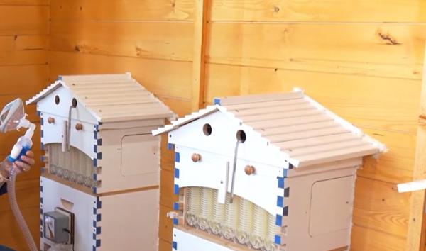 Apicultura wellness în România: proiect de 1 milion de euro la Timișoara. Stupii devin spații de relaxare