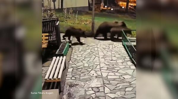 1.000 de urși ar putea fi împușcați. Cota de vânătoare a fost dublată din cauza urșilor care coboară în orașe