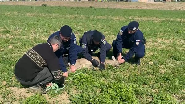 Momentul în care jandarmii botoşăneni şi un pompier aflat în timpul liber salvează o căprioară rătăcită