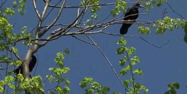 Oraşul din România acaparat de ciori. Autorităţile spun că au mâinile legate şi nu pot face nimic