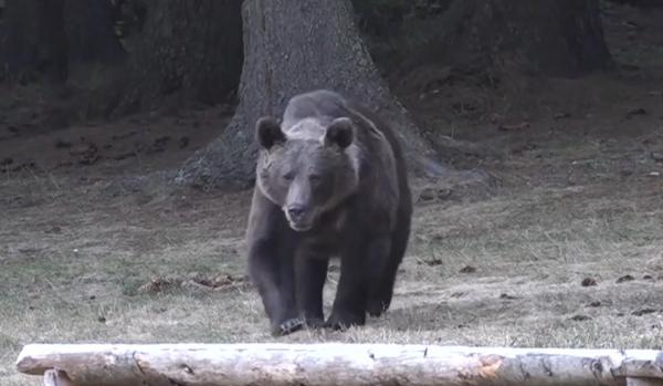 Femeie ucisă de urs în Bistriţa. Ieşise să hrănească animalele: "E jale în zona asta a noastră"