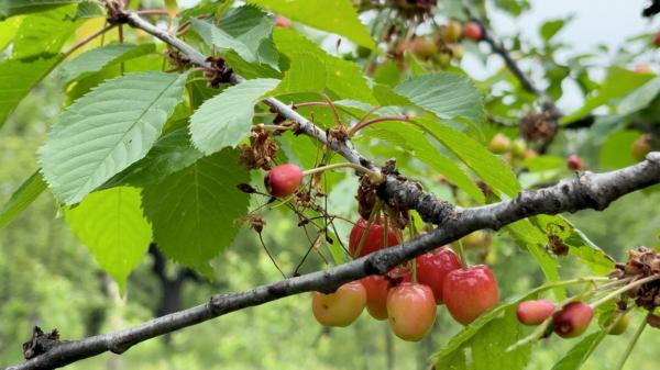 Primele cireşe româneşti apar în câteva zile, iar fermierii au stabilit deja preţul