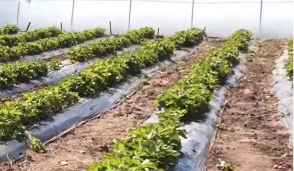 Fermierul care a dat lovitura cu un fruct unic în România. Se vinde cu 30$ bucata în ţara de origine